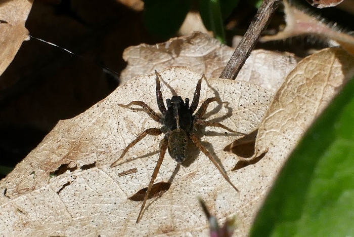 Pardosa sp.?... Pardosa cfr. amentata e Alopecosa sp.